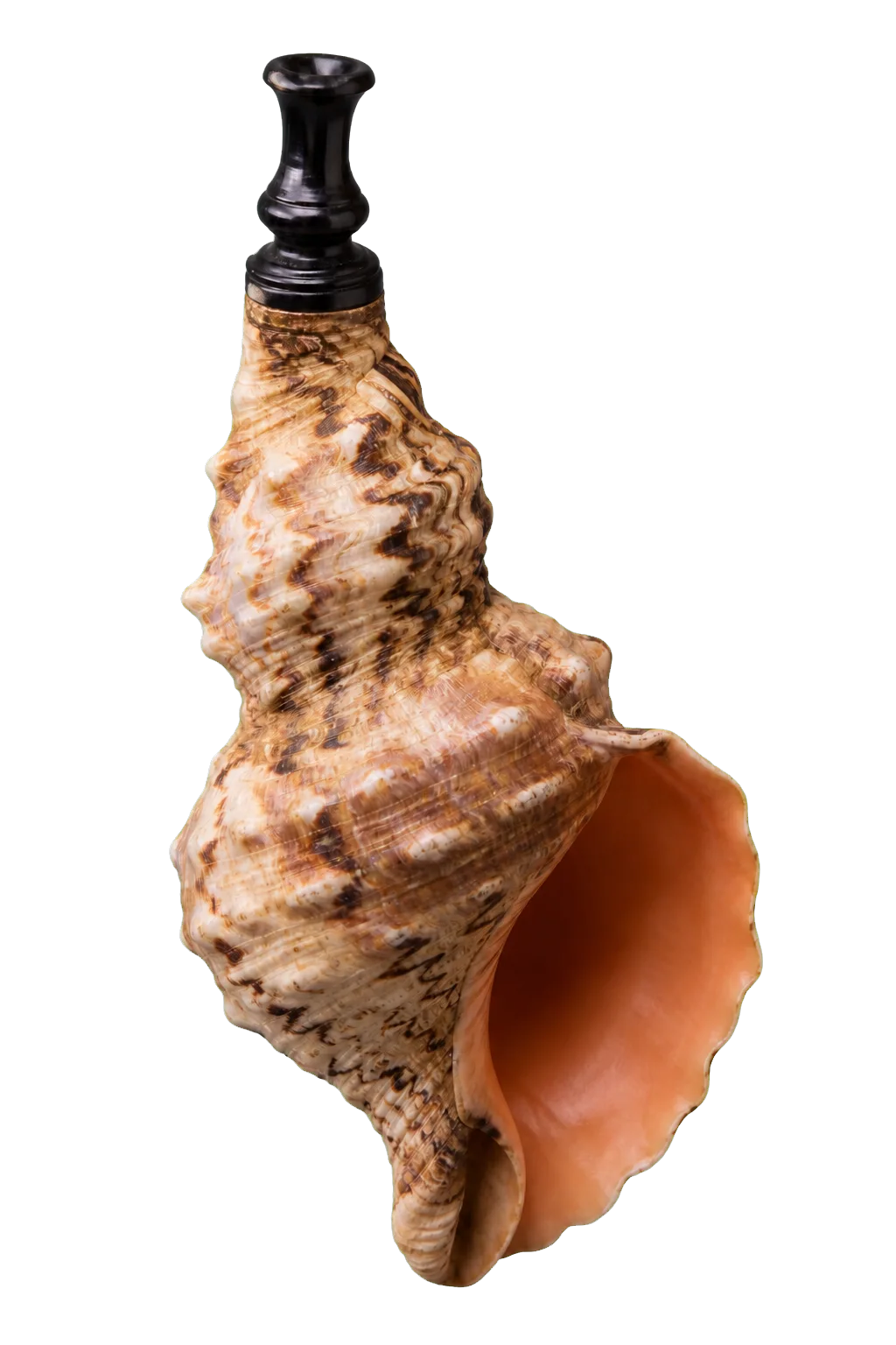 A horagai shell used as a musical instrument